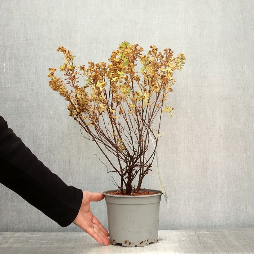 Ejemplar de Potentilla fruticosa Double Punch Gold Maceta 3L/4L entregado en otoño