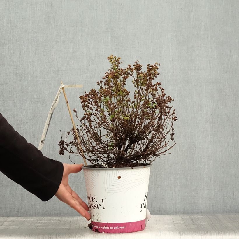 Ejemplar de Potentilla fruticosa Double Punch Peach Maceta 4L/5L entregado en otoño