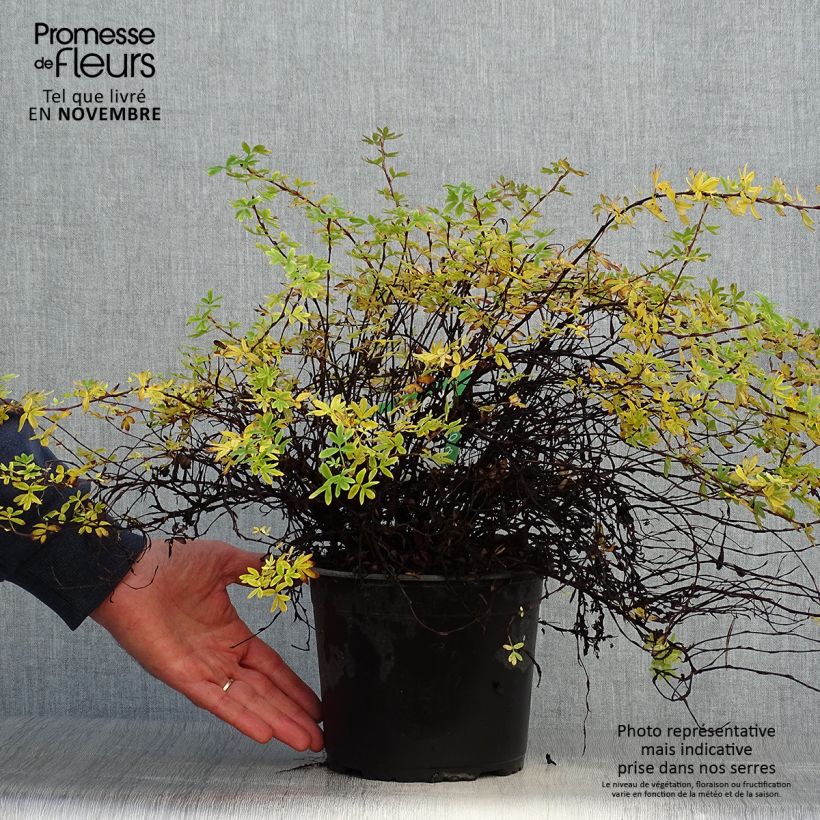 Ejemplar de Potentilla fruticosa Elizabeth Maceta 2L/3L entregado en otoño