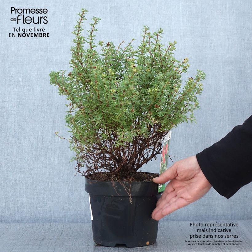 Ejemplar de Potentilla fruticosa Red Lady Maceta 2L/3L entregado en otoño