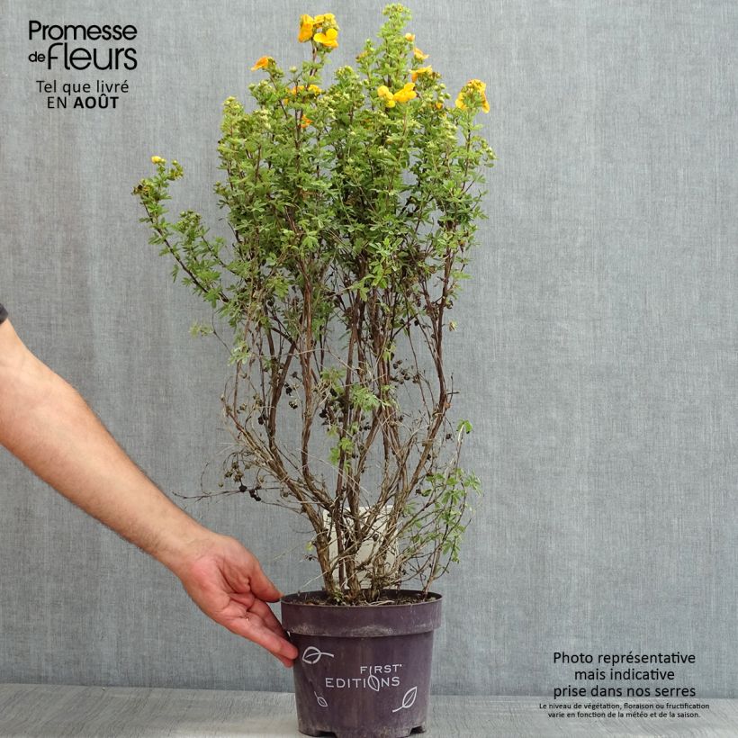 Ejemplar de Potentilla fruticosa Mandarin Tango - Potentille arbustive Pot de 2L/3LHauteur livrée env. 30/40cm entregado en verano