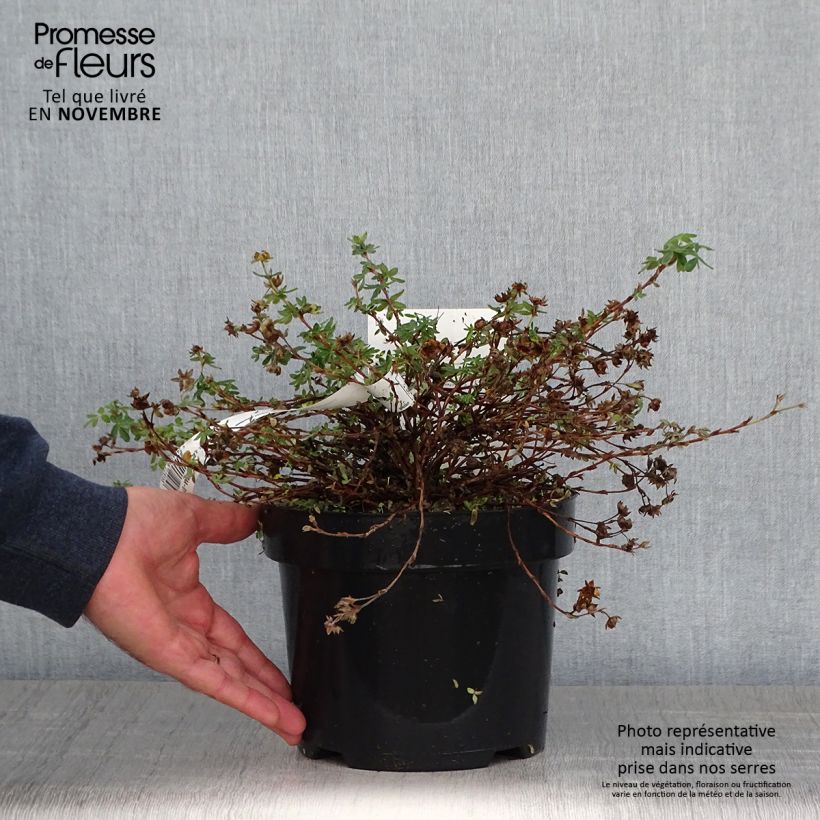 Ejemplar de Potentilla fruticosa Medicine Wheel Mountain Maceta 2L/3L entregado en otoño