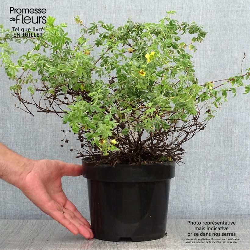 Ejemplar de Potentilla fruticosa Medicine Wheel Mountain - Potentille arbustive Pot de 2L/3LHauteur livrée env. 30/40cm entregado en verano