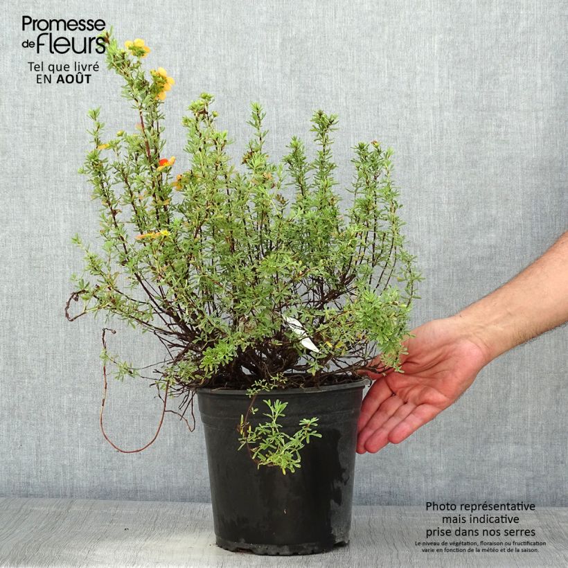 Ejemplar de Potentilla fruticosa Orangissima - Potentille arbustive Pot de 4L/5LHauteur livrée env. 20/30cm entregado en verano