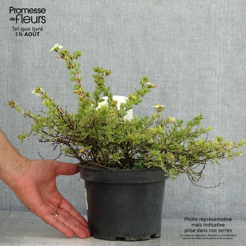 Ejemplar de Potentilla fruticosa Tilford Cream- Potentille arbustive Pot de 2L/3LHauteur livrée env. 15/20cm entregado en verano
