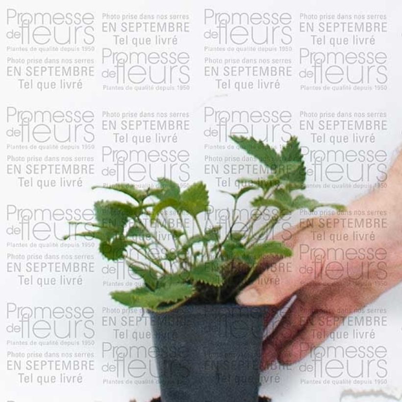 Ejemplo de ejemplar de Potentilla Yellow Queen Maceta de 8/9 cm tal y como se entrega