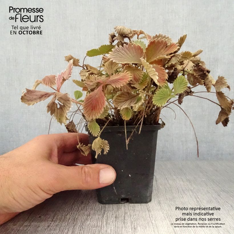Ejemplar de Potentilla atrosanguinea Maceta de 8/9 cm entregado en otoño