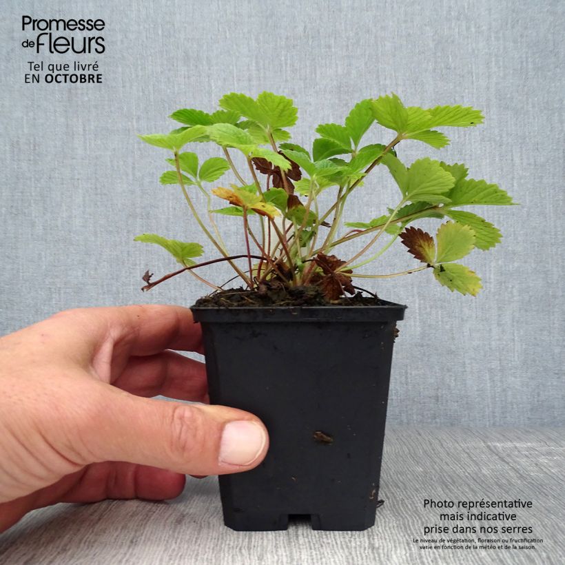 Ejemplar de Potentilla Gibson s Scarlet Maceta de 8/9 cm entregado en otoño