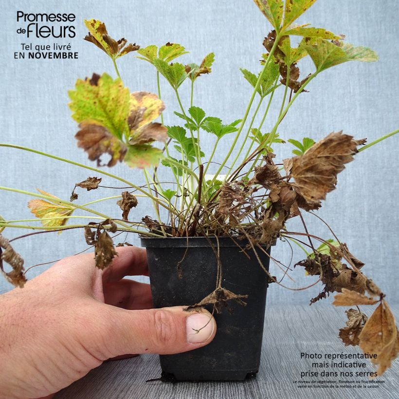 Ejemplar de Potentilla tonguei Maceta de 8/9 cm entregado en otoño
