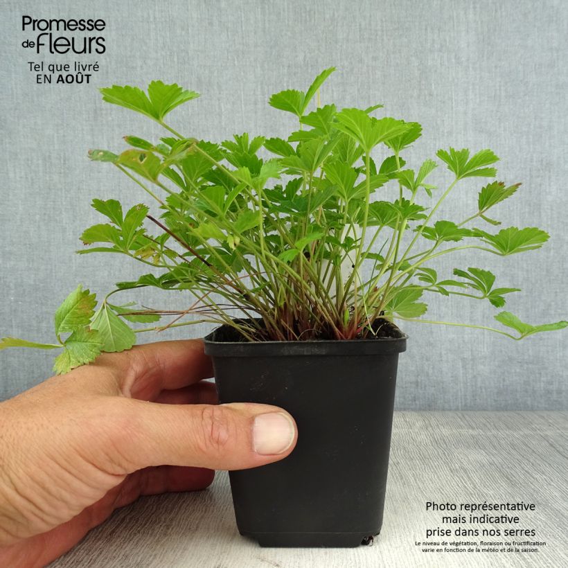Ejemplar de Potentilla tonguei Maceta de 8/9 cm entregado en verano