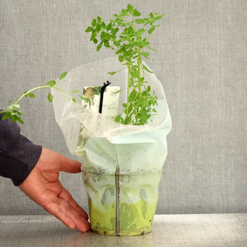 Ejemplar de Verdolaga común (plantas) Maceta 1,5L/2L entregado en otoño