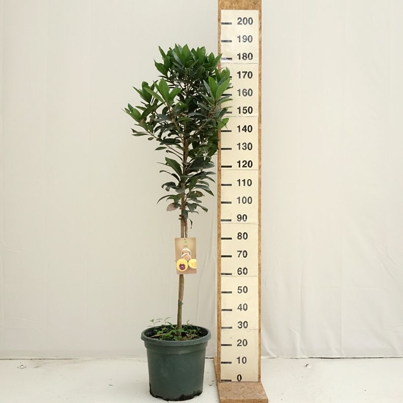 Ejemplar de Pouteria obovata - Lucuma, Lucumo Maceta 20L/25L entregado en verano