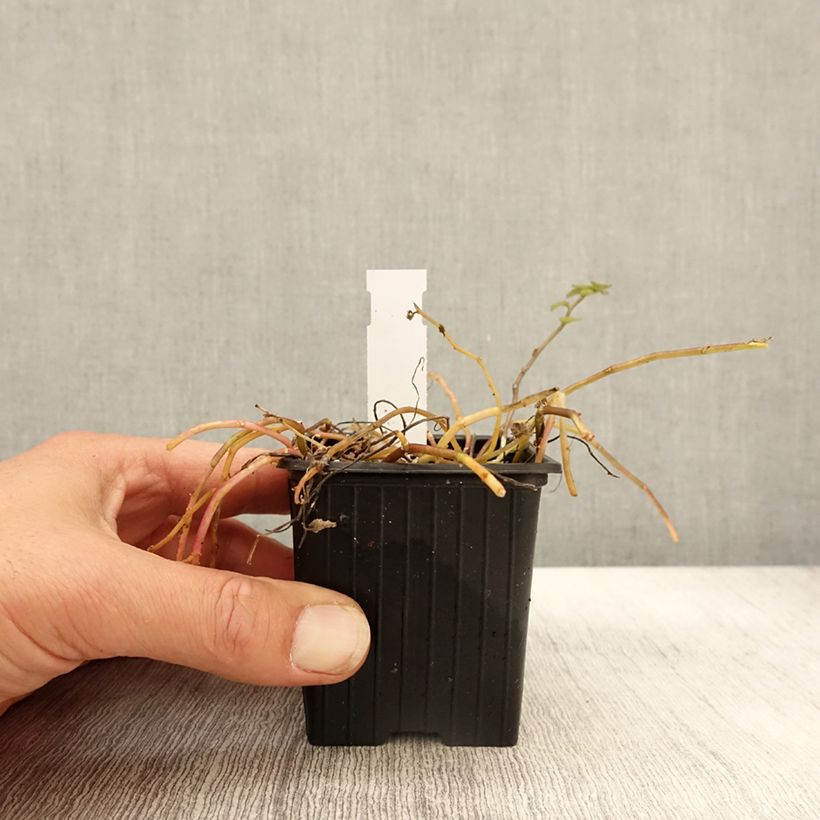 Ejemplar de Pratia pedunculata Alba Maceta de 8/9 cm entregado en otoño