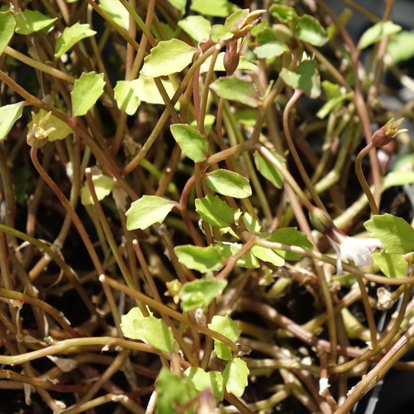 Pratia pedunculata Alba (Follaje)