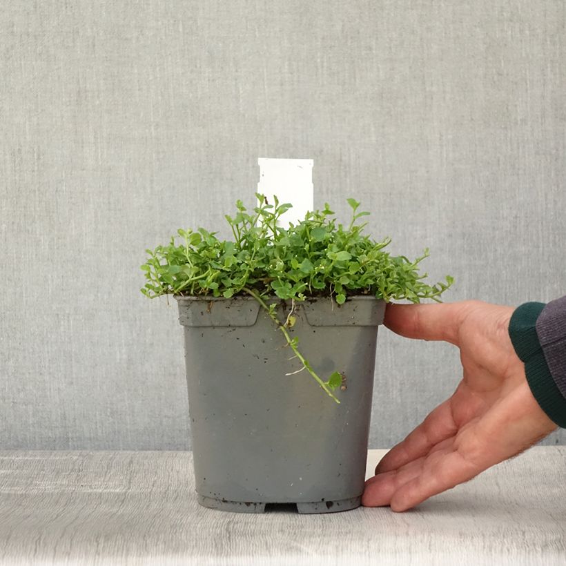 Ejemplar de Pratia pedunculata Maceta 2L/3L entregado en otoño