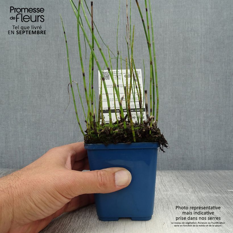 Ejemplar de Equisetum fluviatile - Cola de caballo de río Maceta de 8/9 cm entregado en otoño
