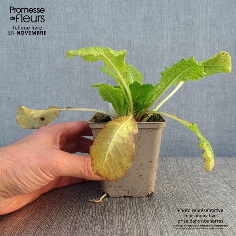Ejemplar de Primula pulverulenta Maceta de 8/9 cm entregado en otoño