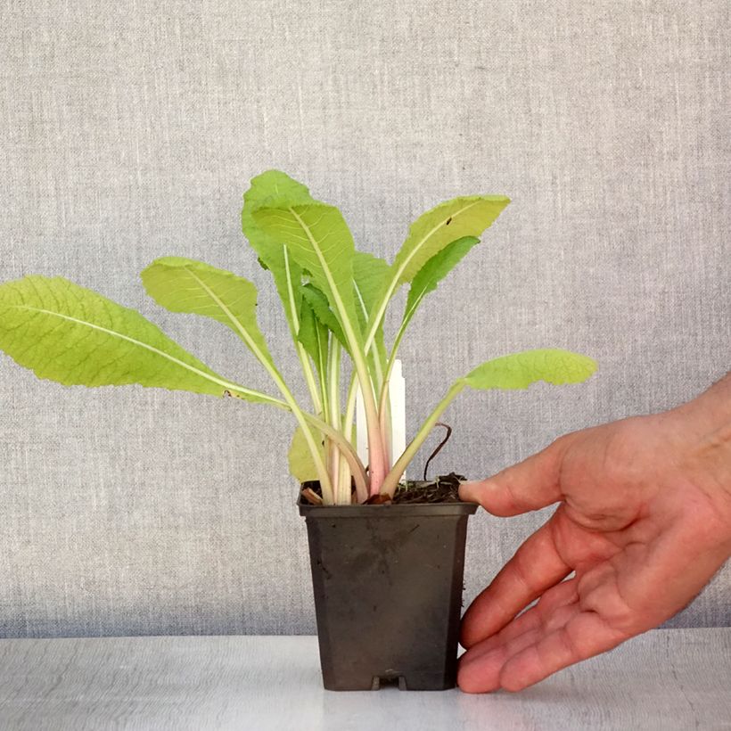 Ejemplar de Primula pulverulenta Maceta de 8/9 cm entregado en verano