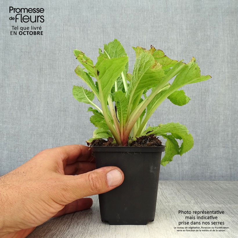 Ejemplar de Primula japonica Apple Blossom Maceta de 8/9 cm entregado en otoño