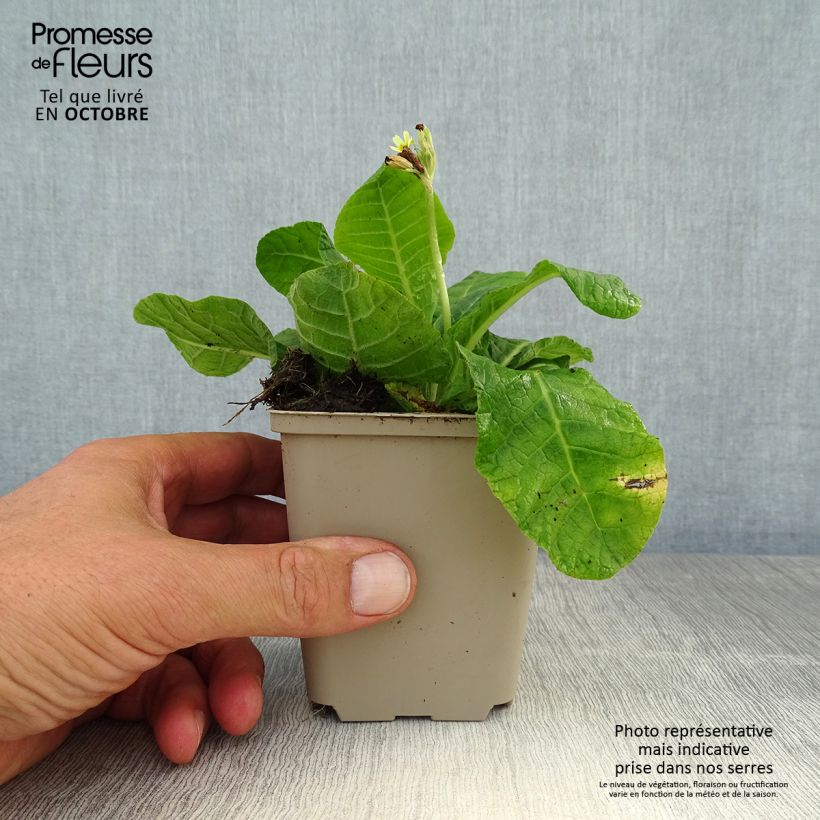 Ejemplar de Primula elatior double Rubens Maceta de 8/9 cm entregado en otoño