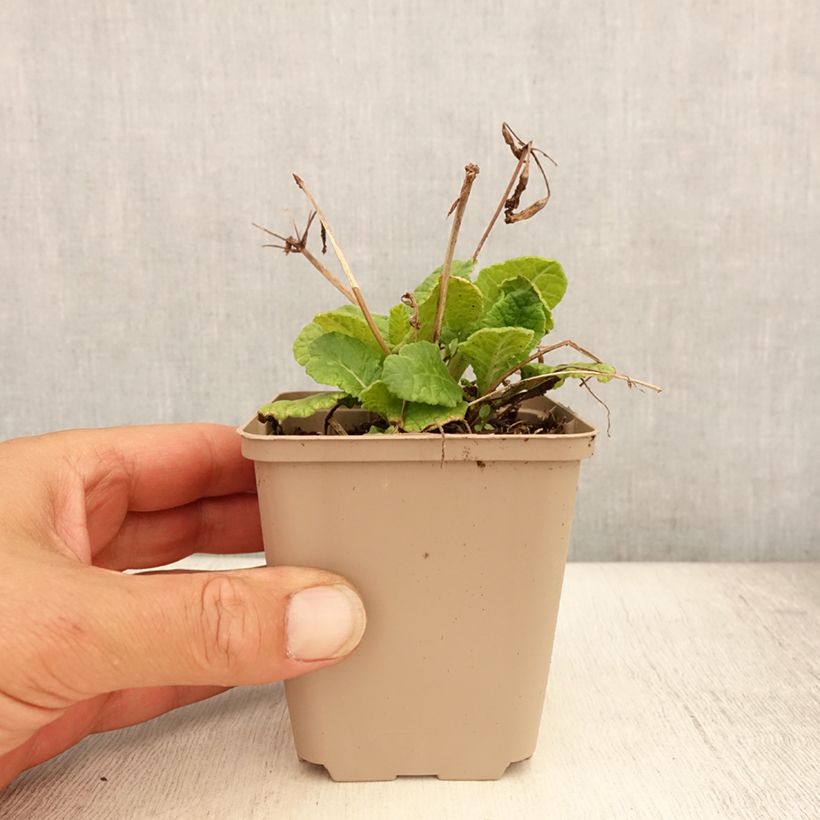 Ejemplar de Primula Elizabeth Killelay Maceta de 8/9 cm entregado en verano