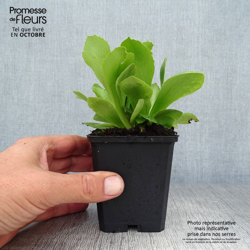 Ejemplar de Primula pubescens Mix Maceta de 8/9 cm entregado en otoño