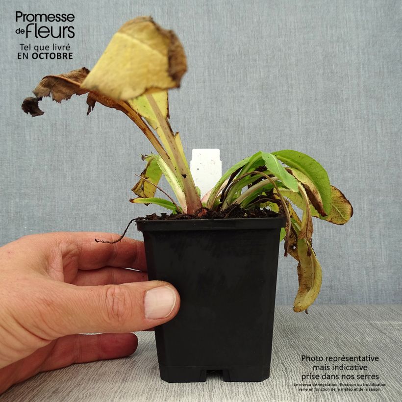 Ejemplar de Primula denticulata Cashmeriana Maceta de 8/9 cm entregado en otoño