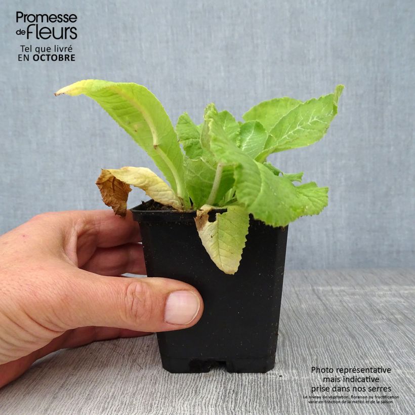 Ejemplar de Primula denticulata Rubin Maceta de 8/9 cm entregado en otoño