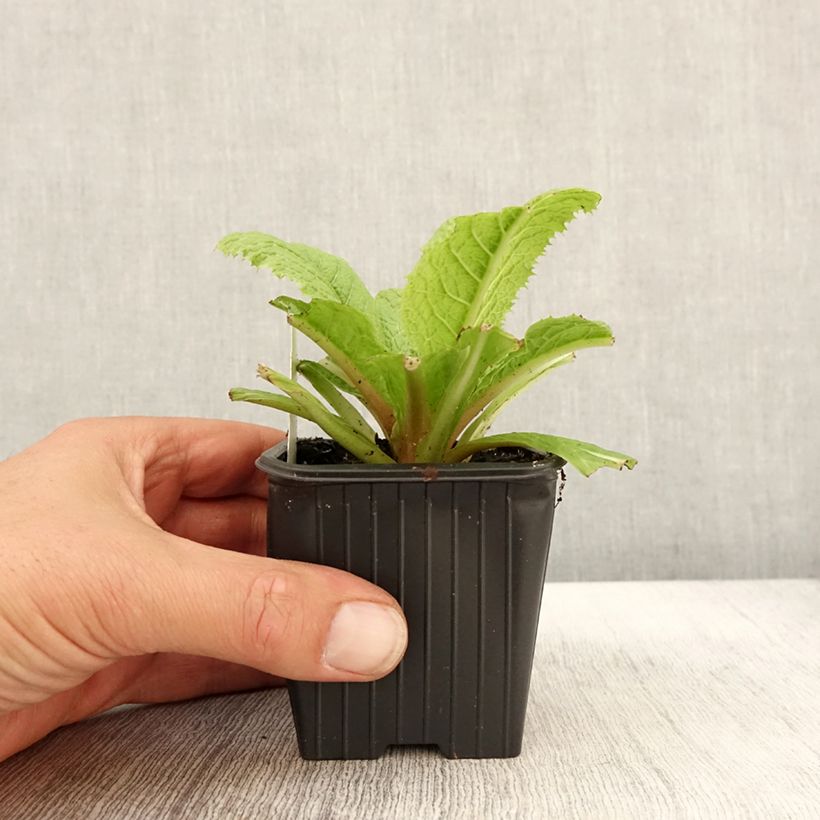 Ejemplar de Primula japonica Maceta de 8/9 cm entregado en otoño