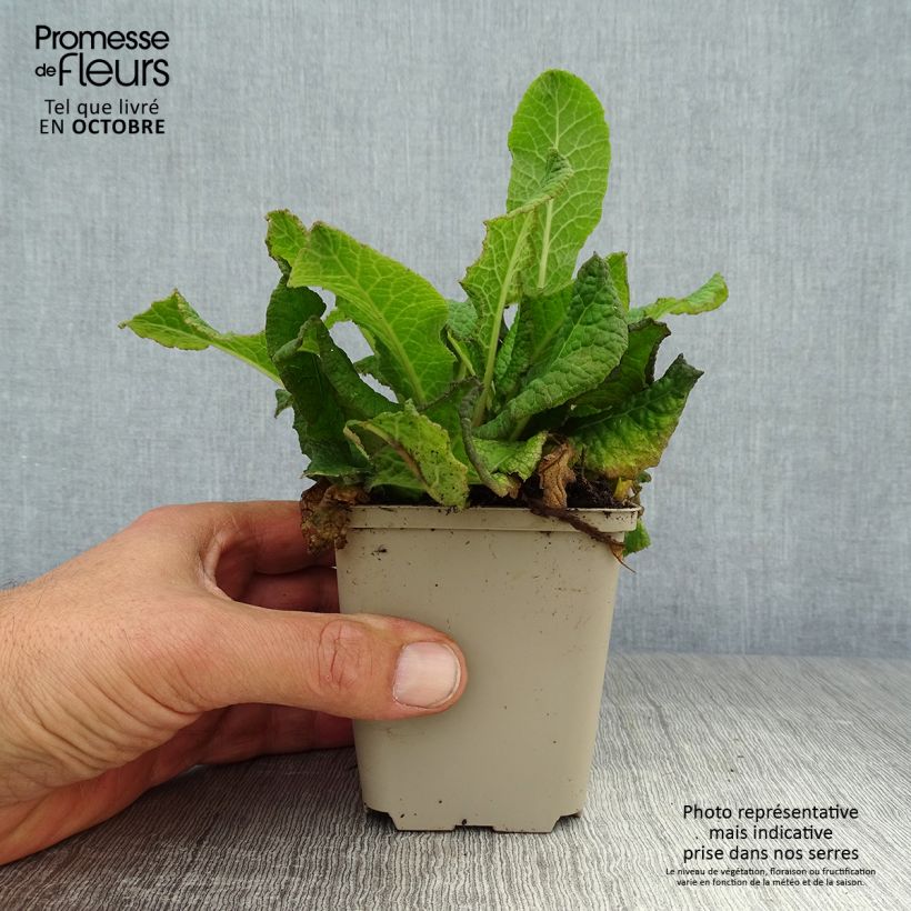 Ejemplar de Primula vulgaris Strong Beer Maceta de 8/9 cm entregado en otoño