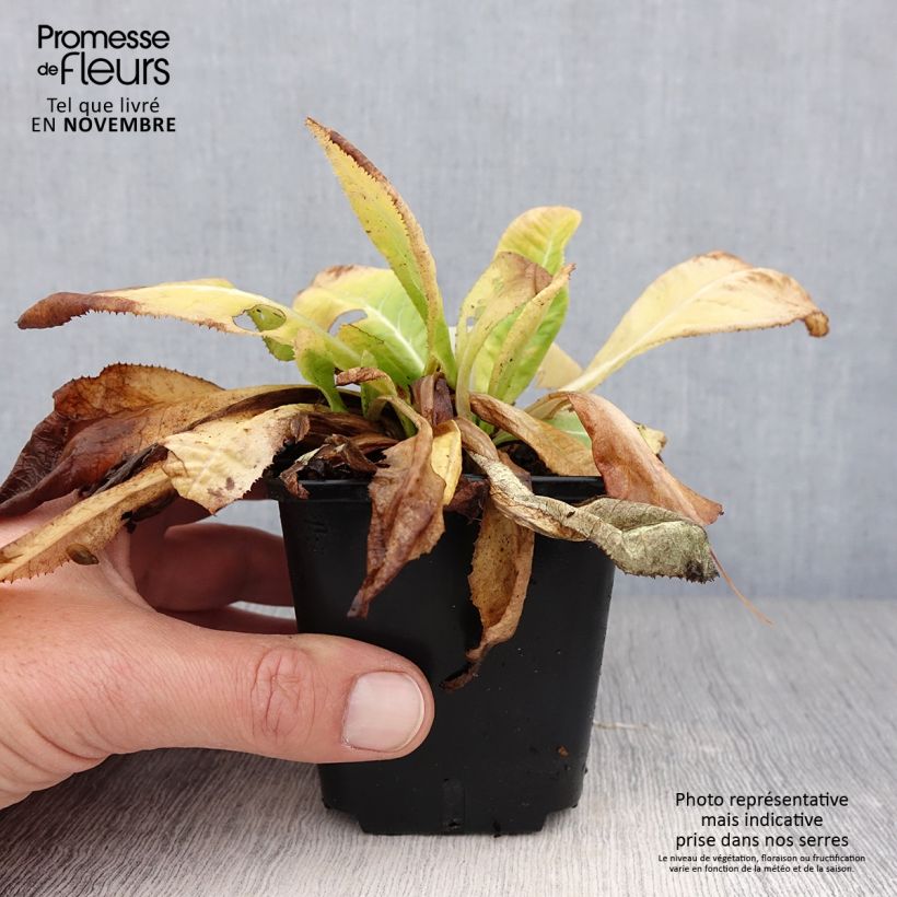 Ejemplar de Primula denticulata Prom Lilac Maceta de 8/9 cm entregado en otoño