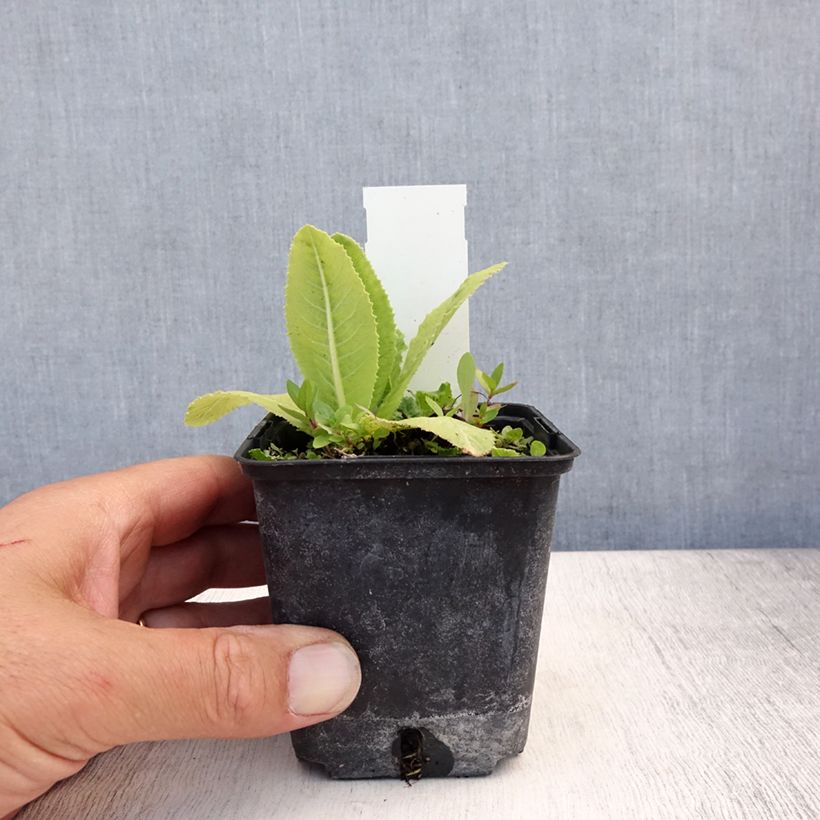 Ejemplar de Primula denticulata Prom Lilac Maceta de 8/9 cm entregado en verano