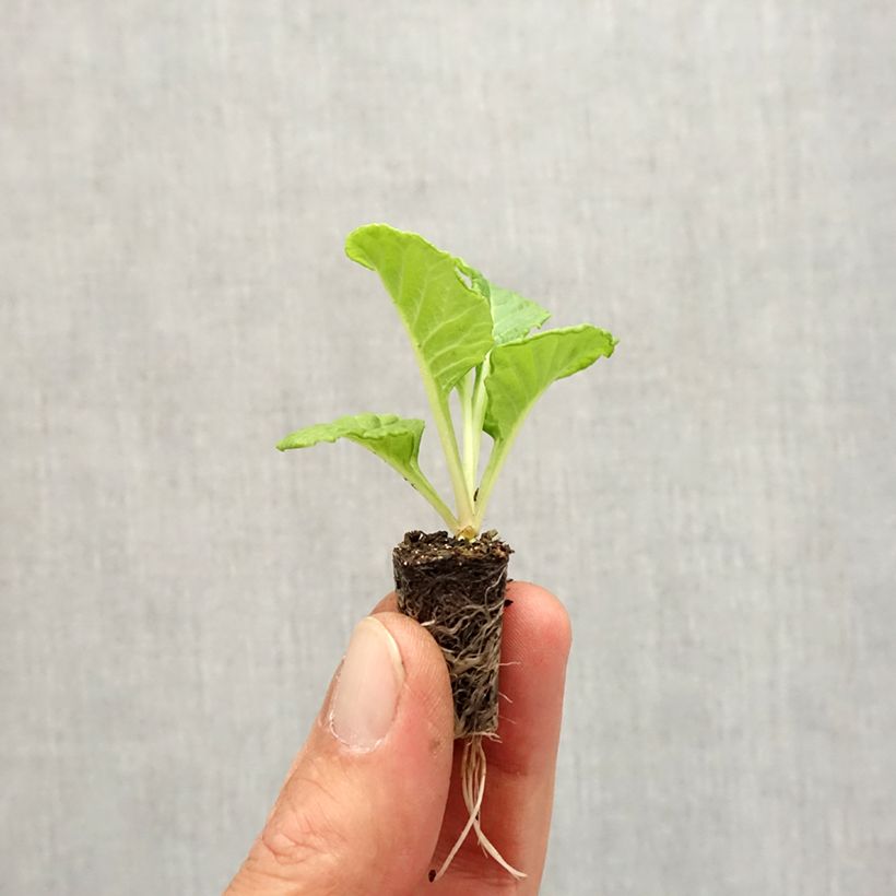Ejemplar de Primula vulgaris Rosebud F1 White minicepellón: Ø 1,5/2,5 cm entregado en otoño
