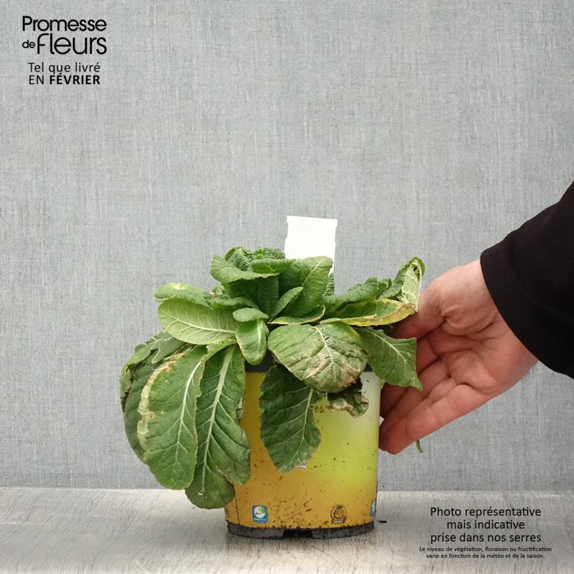 Primula vulgaris Maceta 2L/3L Ejemplar entregado en invierno