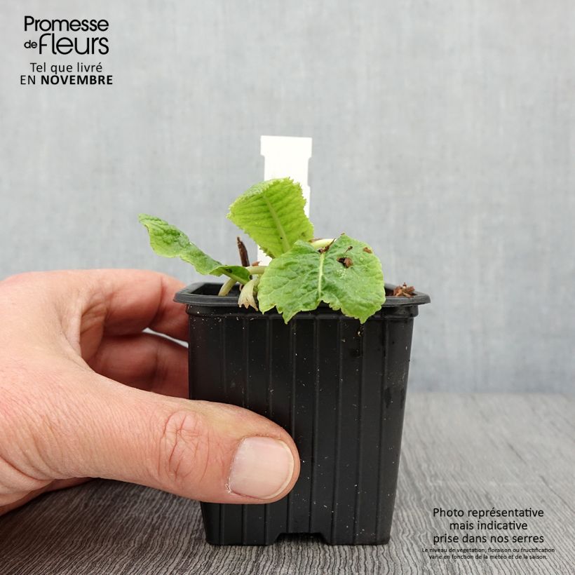 Ejemplar de Primula beesiana Maceta de 8/9 cm entregado en otoño