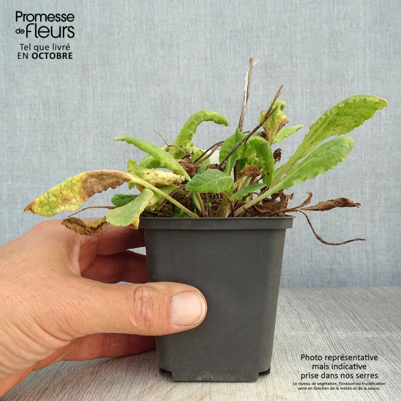 Ejemplar de Primula veris Maceta de 8/9 cm entregado en otoño