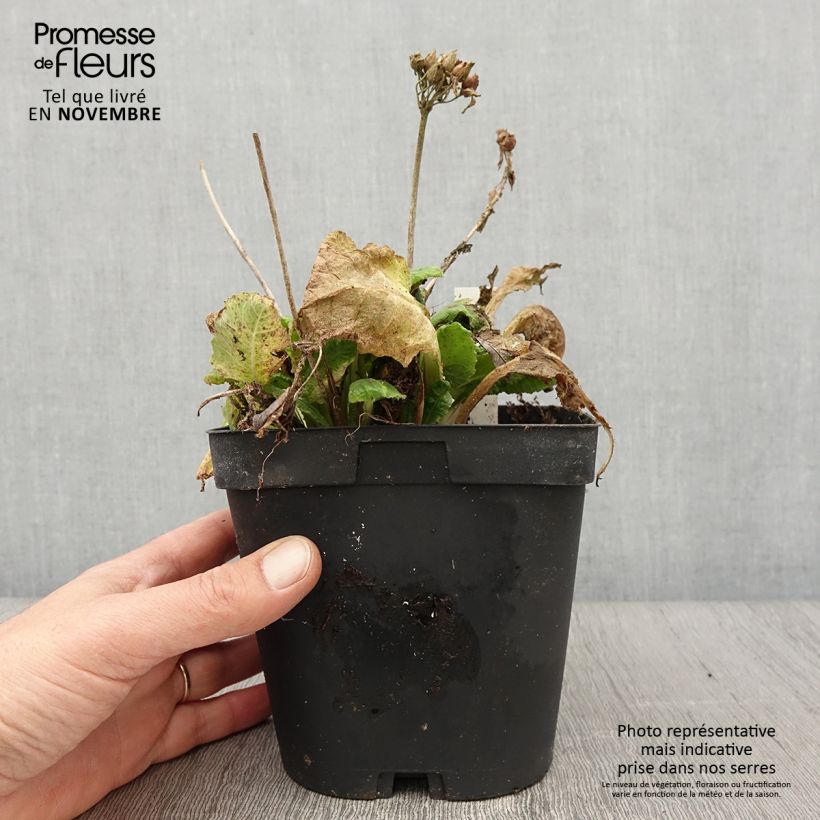 Ejemplar de Primula veris Maceta 2L/3L entregado en otoño