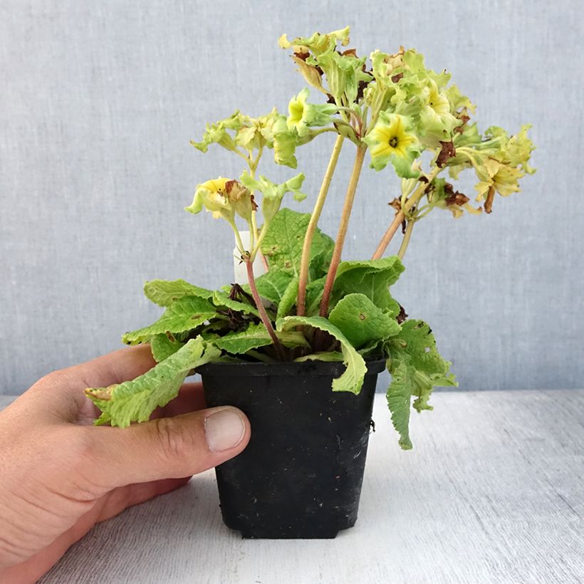 Ejemplar de Primula vulgaris Francesca - Primevère des jardins Godet de 8/9 cm entregado en verano
