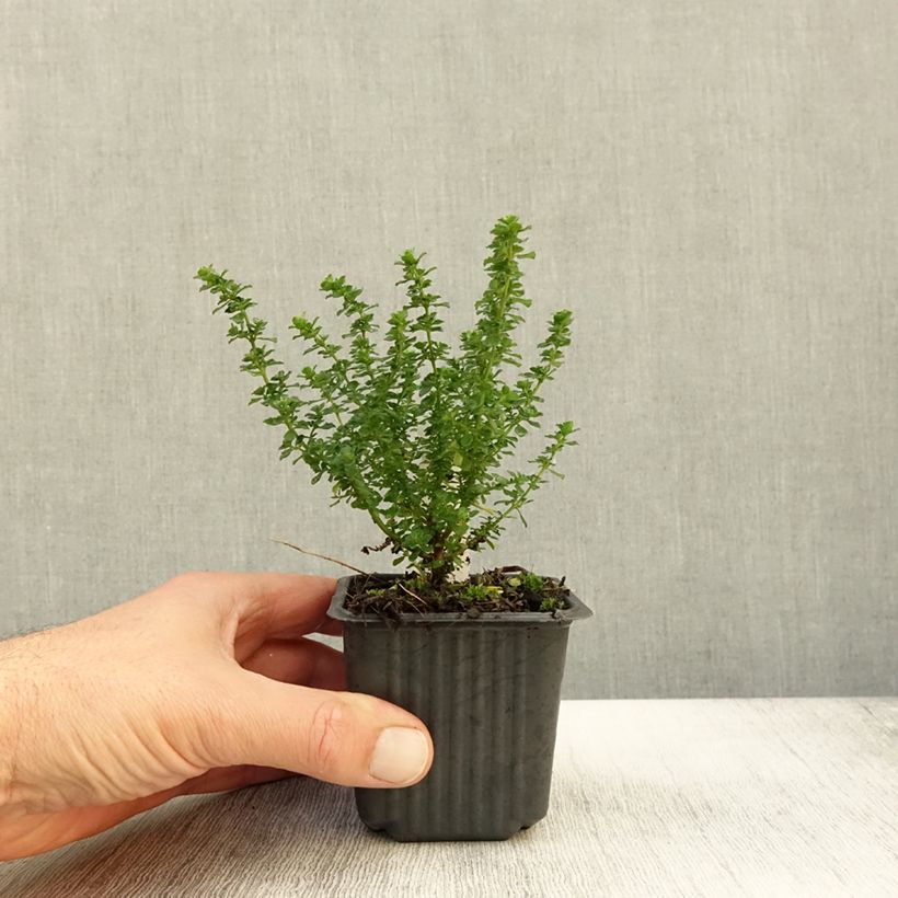 Ejemplar de Prostanthera cuneata Maceta de 8/9 cm entregado en otoño