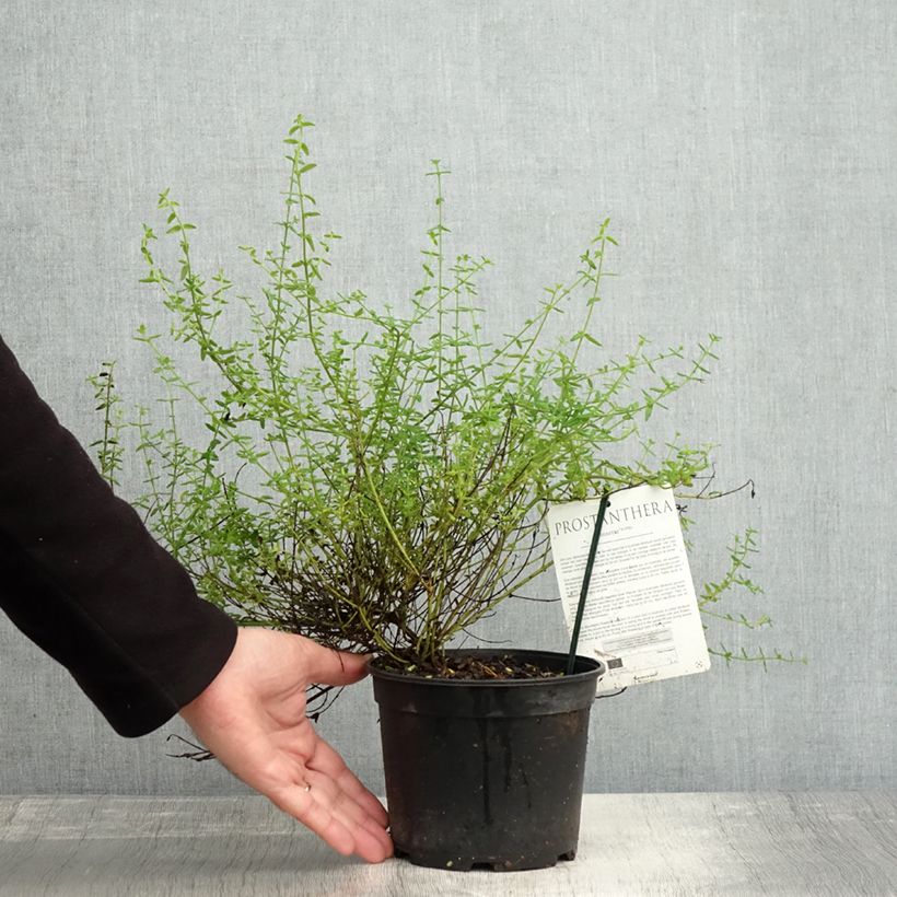 Ejemplar de Prostanthera rotundifolia Rosetta Maceta 2L/3L entregado en otoño