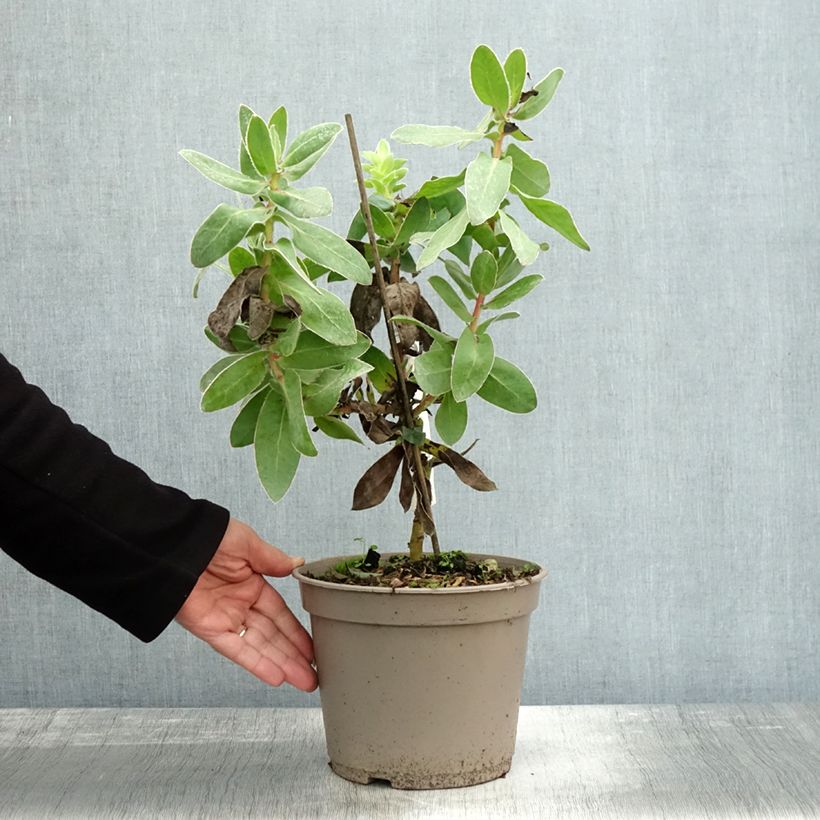 Ejemplar de Protea eximia Maceta 3L/4L entregado en otoño