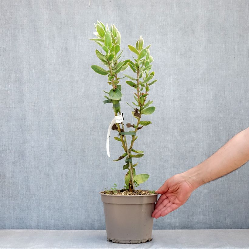 Protea eximia - Protée à feuilles larges Pot de 3L/4L Ejemplar entregado en la primavera