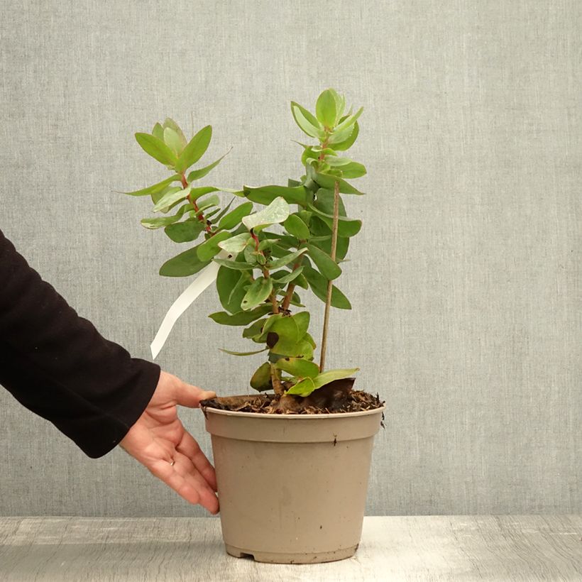 Ejemplar de Protea magnifica - Protée magnifique, Reine Protée Pot de 3L/4L entregado en otoño