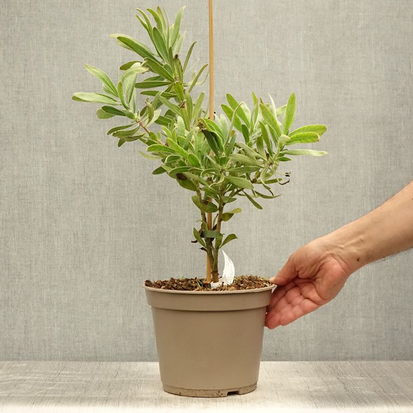 Ejemplar de Protea Pink Ice - Protée hybride Pot de 4L entregado en verano