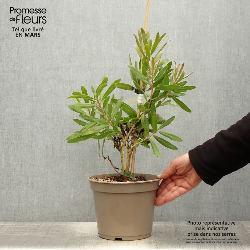 Protea Pink Ice - Protée hybride Pot de 4L Ejemplar entregado en la primavera