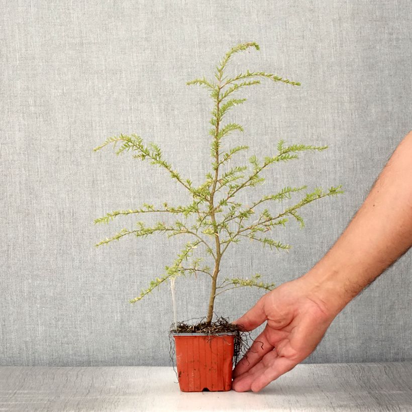 Ejemplar de Tsuga heterophylla - Tsuga de Canadá Maceta de 8/9 cm entregado en verano