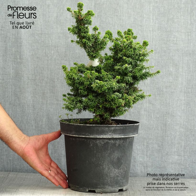 Ejemplar de Tsuga canadensis Jervis - Falso abeto del Canadá Maceta 7,5L/10LAltura de entrega aprox. 30/40cm entregado en verano