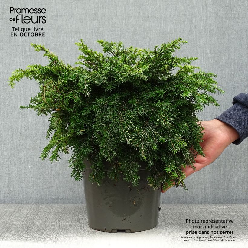 Ejemplar de Tsuga canadensis Nana - Falso abeto del Canadá Maceta 3L/4L entregado en otoño