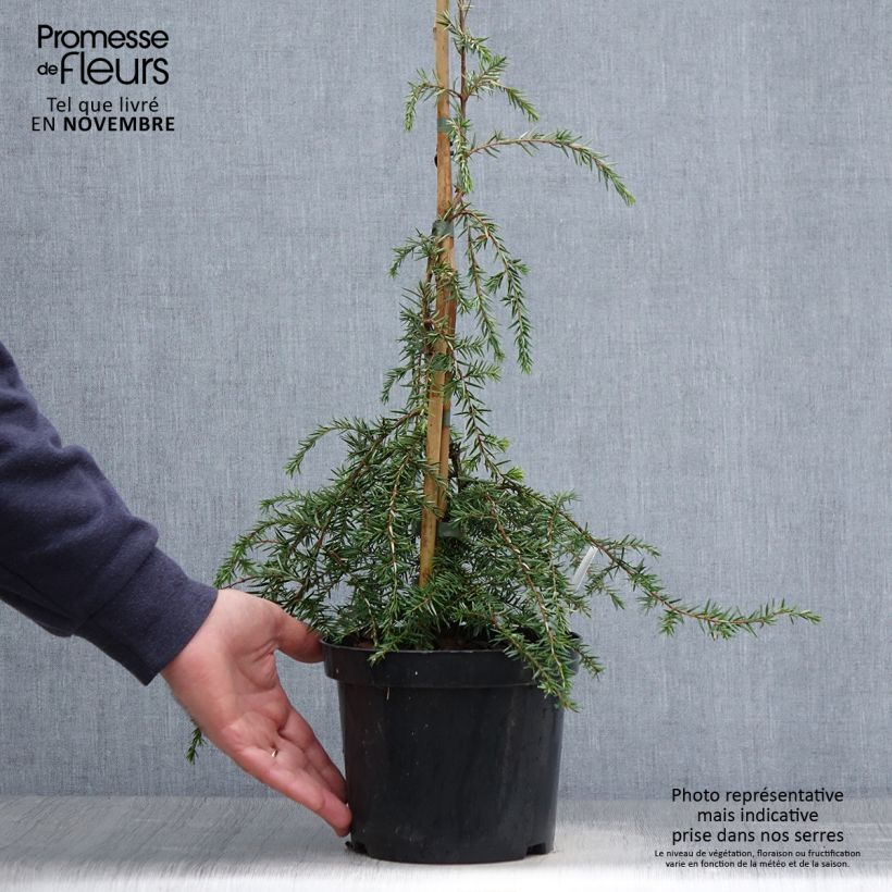 Ejemplar de Tsuga canadensis Pendula - Falso abeto del Canadá Maceta 2L/3L entregado en otoño