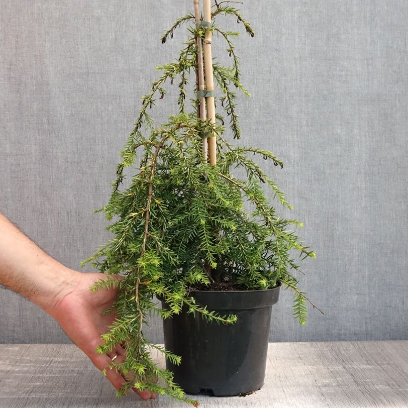 Ejemplar de Tsuga canadensis Pendula - Falso abeto del Canadá Maceta 2L/3LAltura de entrega aprox. 30/40cm entregado en verano